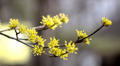 구례 산수유 축제