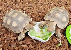 용인 아이와 가볼만한 곳 동천자연식물원