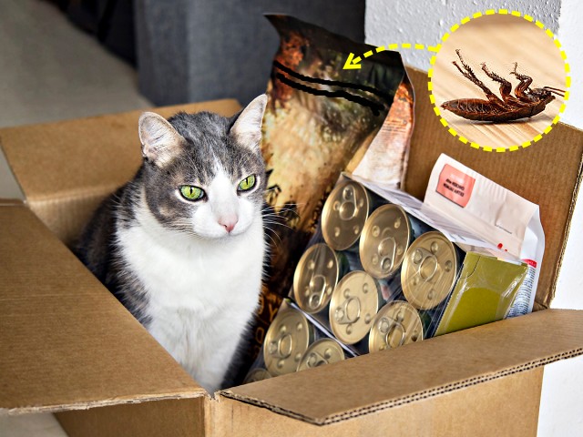 반려동물 사료, 당근마켓 중고나라 직거래 반품 되나요?