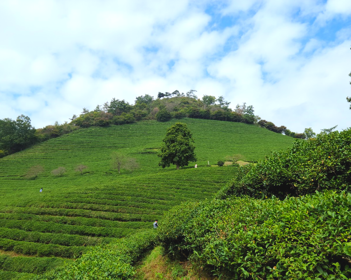 보성녹차밭