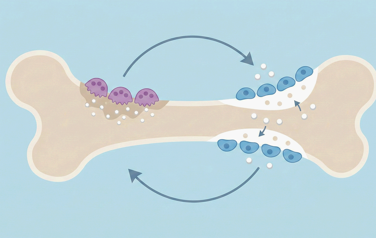 중장년 뼈 관리법 (파골세포, 조골세포, 칼슘) 뼈 재생의 메커니즘 일러스트레이션