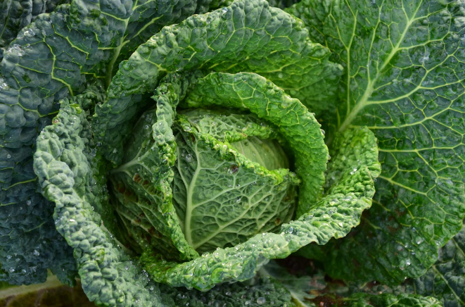 양배추 효능