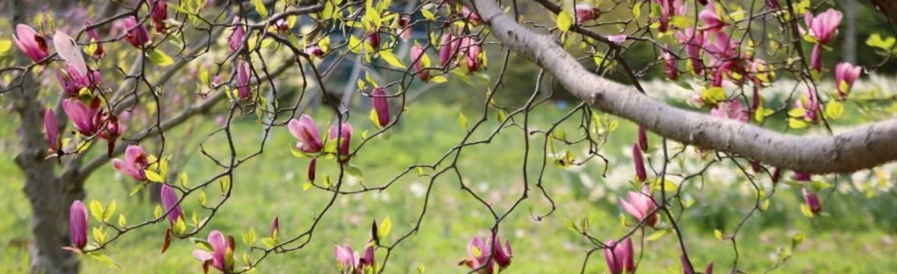 천리포수목원 목련축제｜비공개 정원 개방, 숙박, 온라인예약 팁까지!
