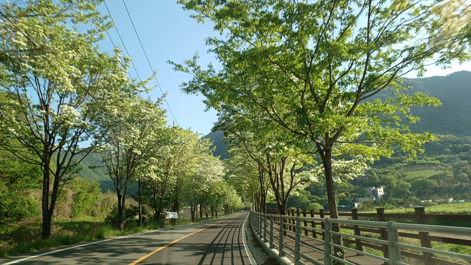 밀양댐 생태공원 이팝나무길6