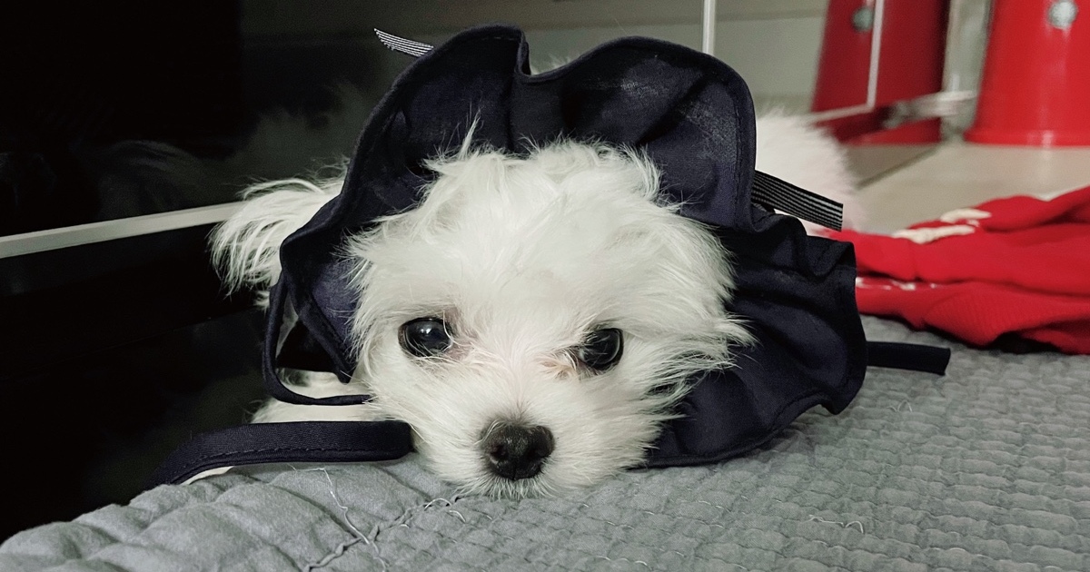 신선한-사료와-물을-마신-강아지로-패혈증을-사전에-예방하고-있음