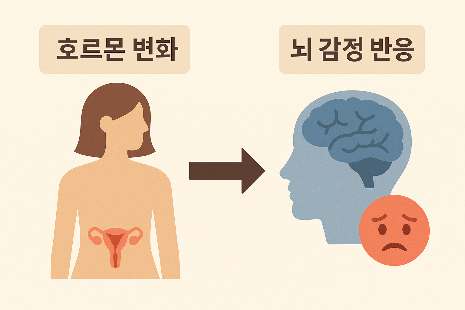 생리-중-호르몬-변화와-뇌-반응