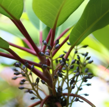 굴거리나무 열매1