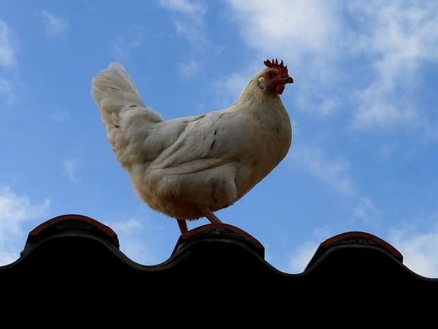 닭도 질서를 지킨다? 닭 무리 서열 구조의 진짜 이유