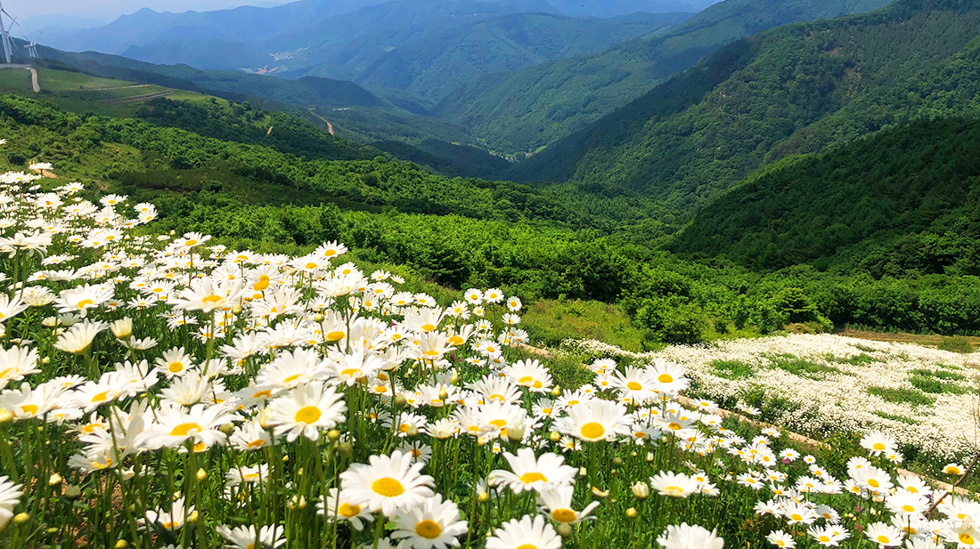 평창 육백마지기 샤스타데이지 개화 시기·위치·주차 정보 총정리