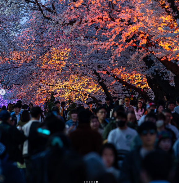 렛츠런파크 서울 벚꽃축제 벚꽃야경