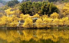 2023 전국 3월 축제 가볼만한 곳