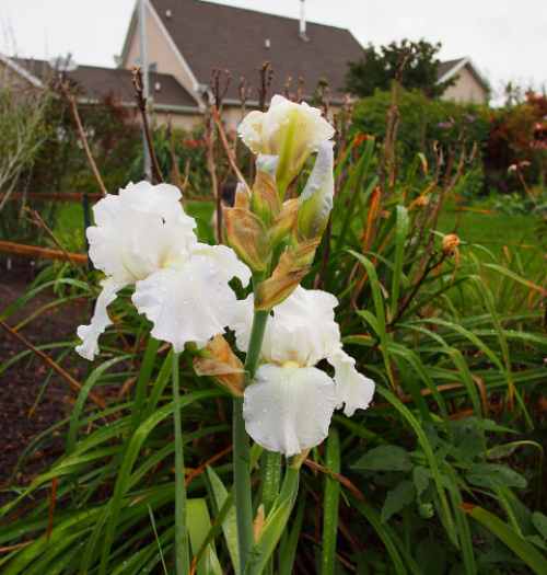 서울창포원 사계축제 꽃 기억해