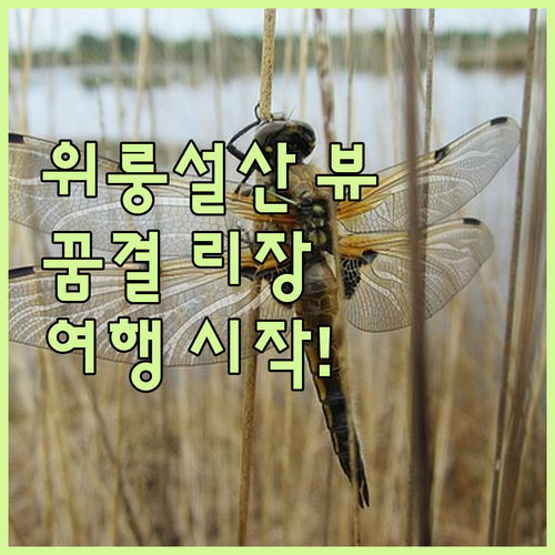 위룽설산 뷰 숙소! 꿈결 같은 리장 ..
