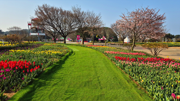 태안 튤립축제
