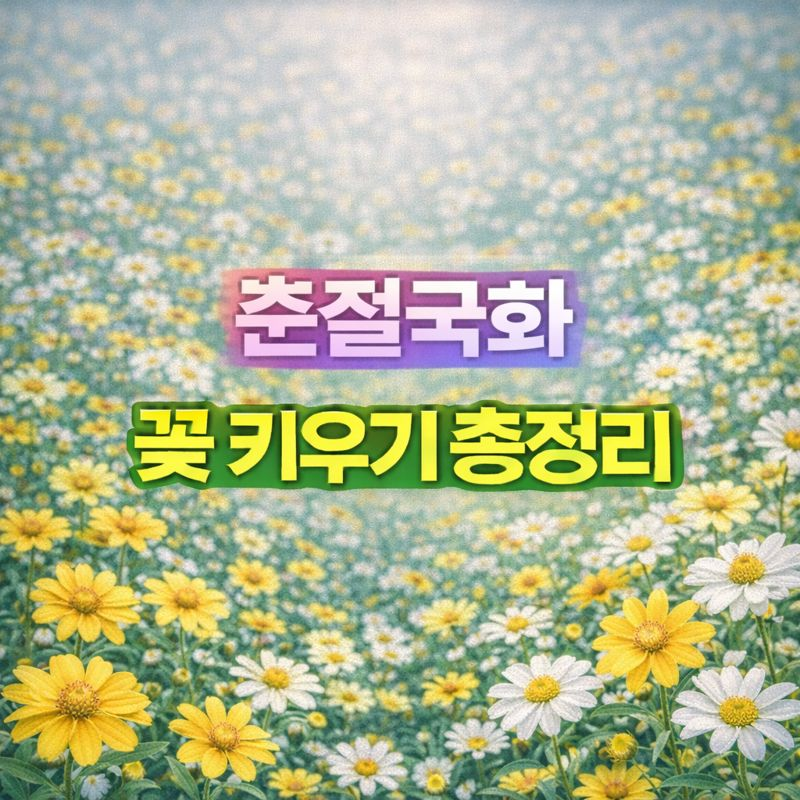 춘절국화 키우기, 꽃말·씨앗 파종시기·번식·가지치기·월동 썸네일