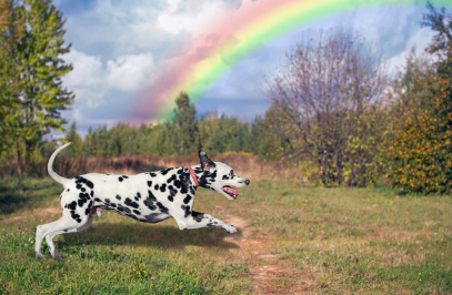 무지개를 배경으로 달리는 달마시안.