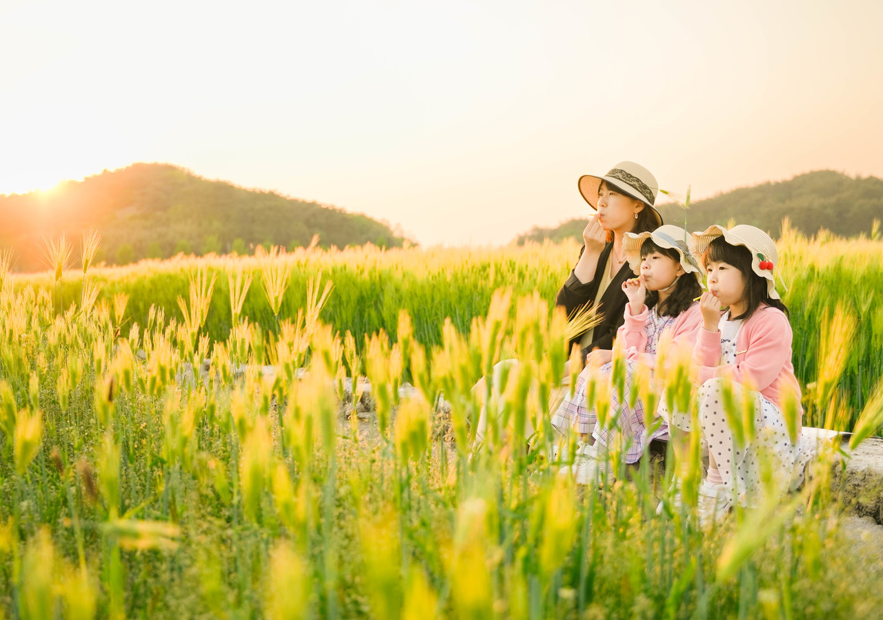 새만금 보리밭 축제