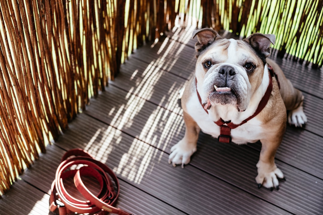 Harness
