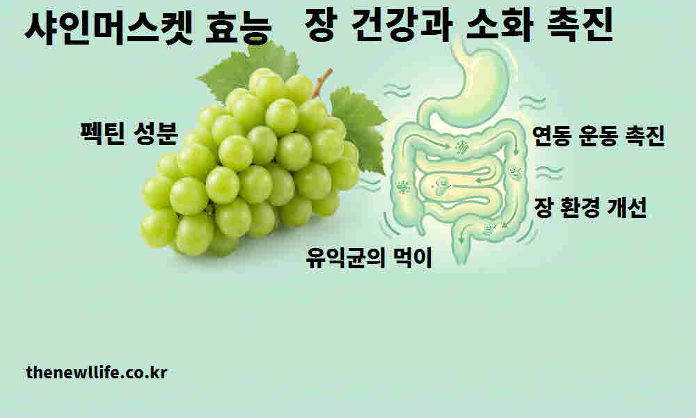 샤인머스켓 효능 장 건강 소화 촉진