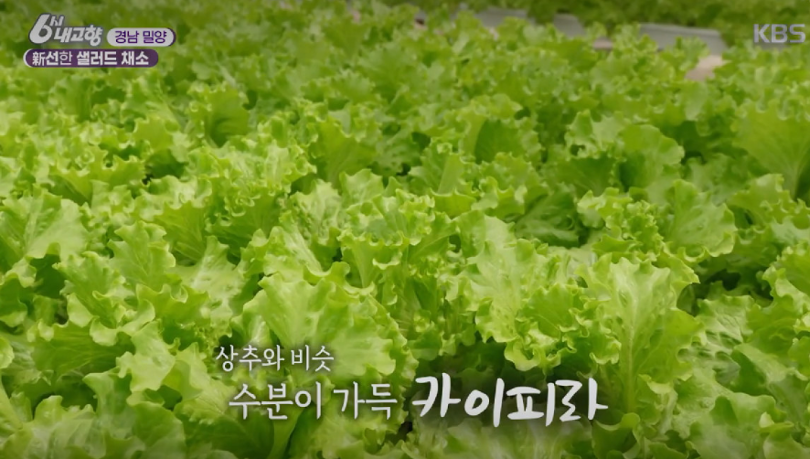 일신팜 카이피라