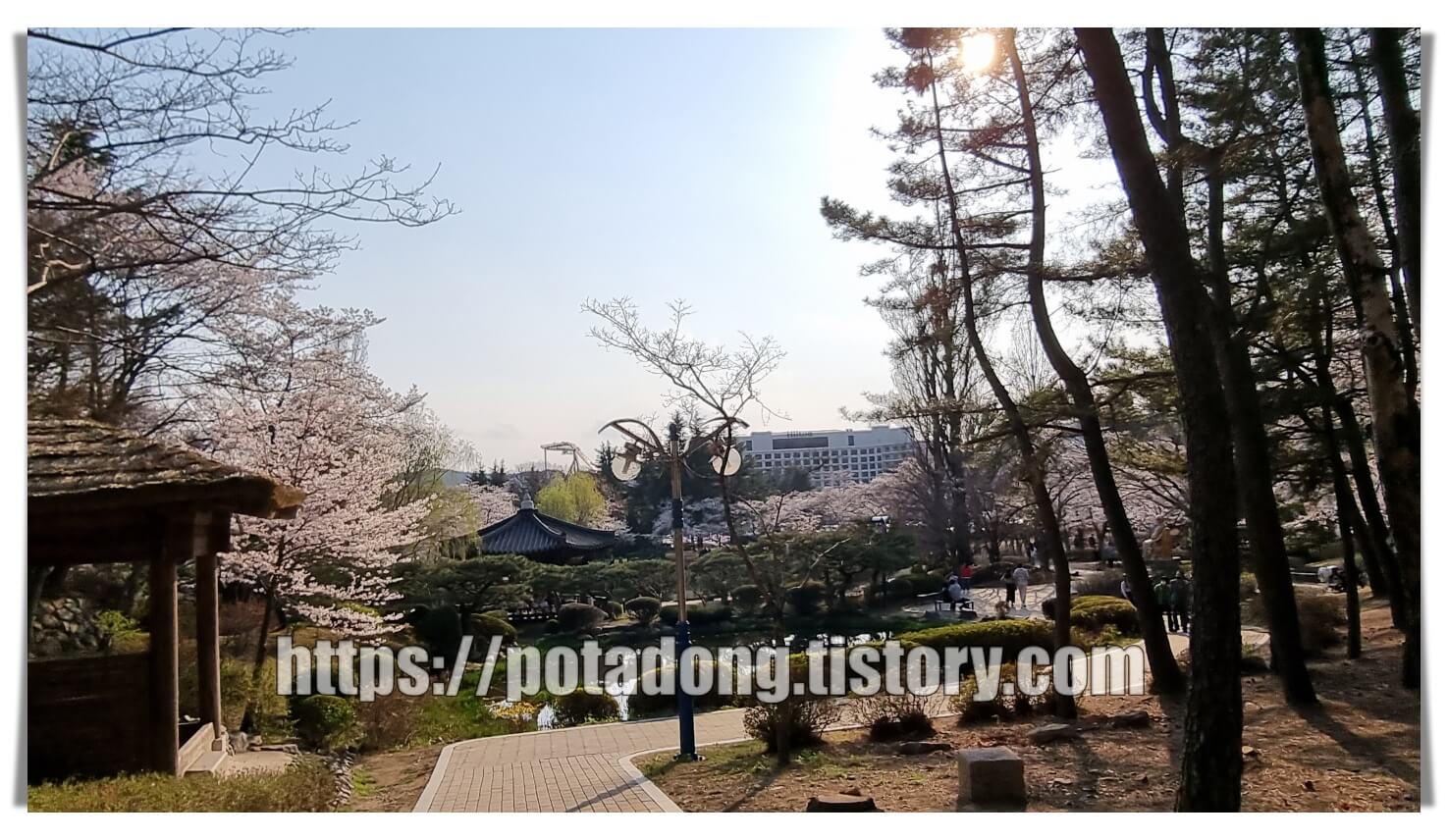 경주 보문정 벚꽃