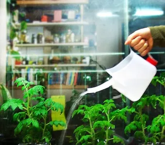 실내식물 물 주는 시간대 아침저녁차이 과습예방 통풍맞춰 관리_5