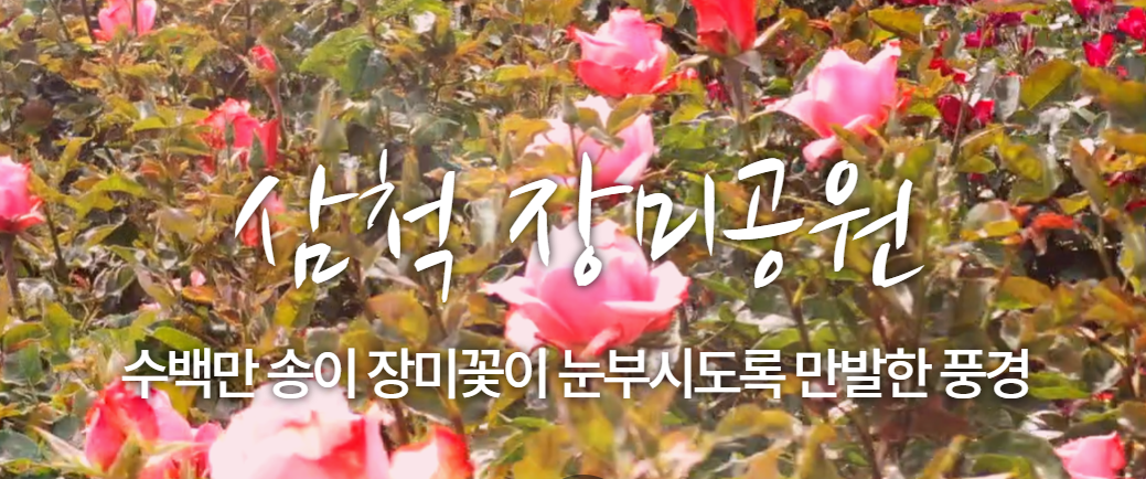 삼척장미축제