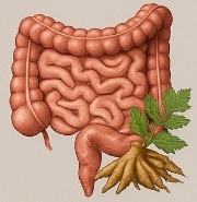 당귀 효능 부작용