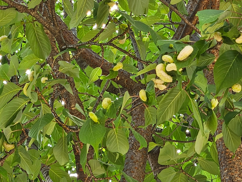 사사키잎혹진딧물3