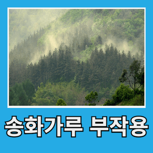 송화가루 부작용