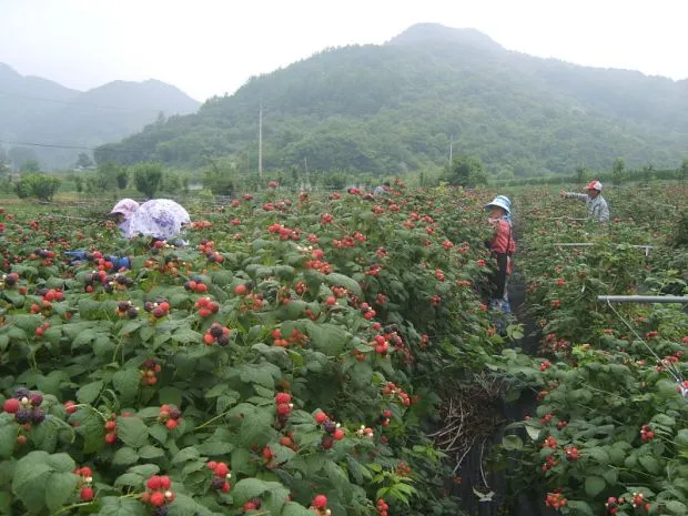 복분자 재배 지주 세우기 가지치기 병해 예방_7