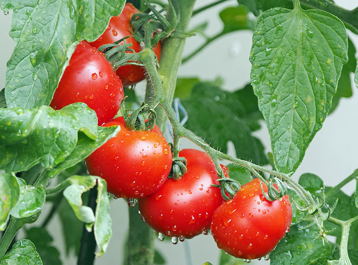 줄기에-매달린-잘익은-토마토