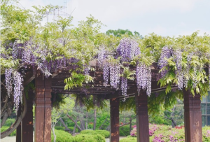 6월 전국 등나무꽃 명소 TOP 5