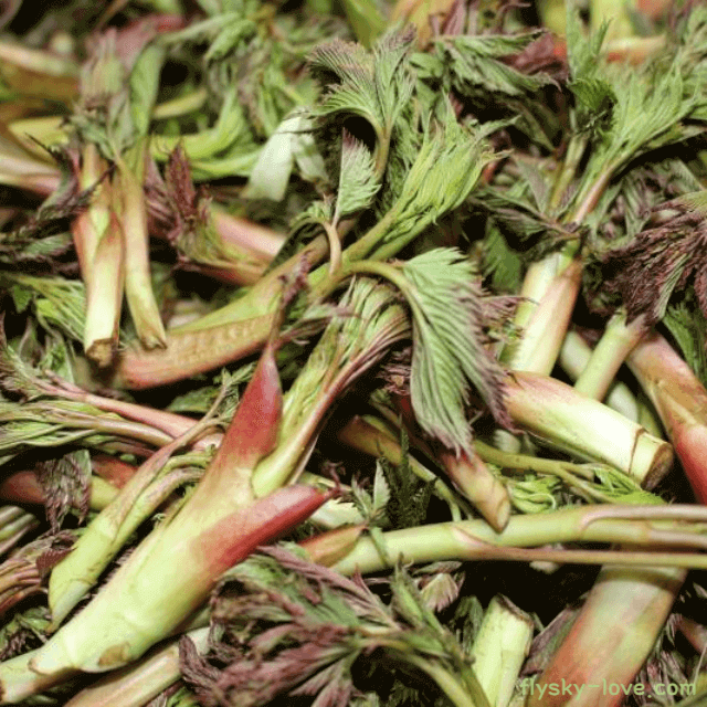 사포닌이 풍부한 삼나물