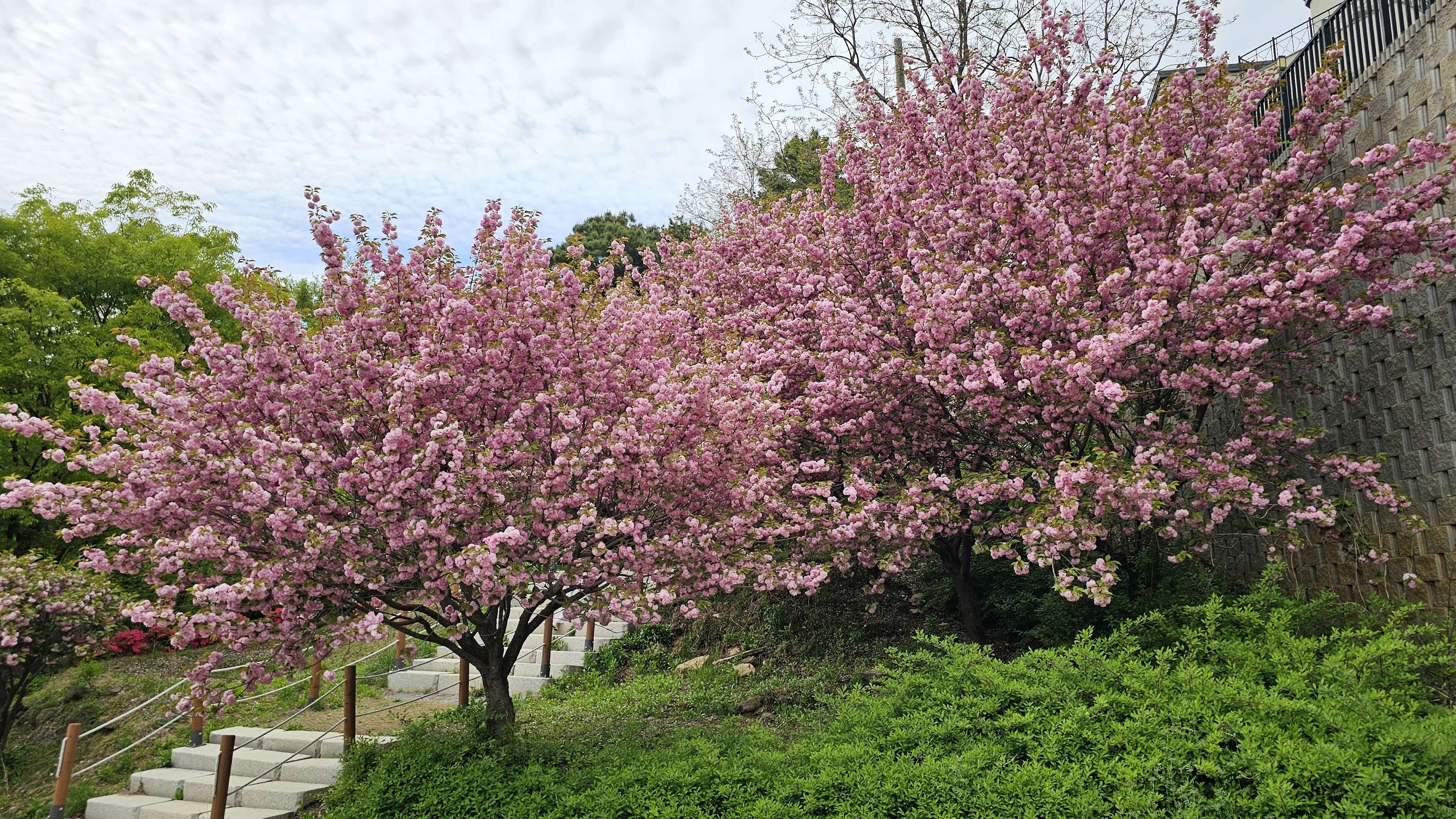 용인 은성사 겹벚꽃 여행 가는 방법 위치 상세 안내