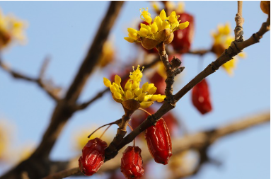 산수유 효능 부작용