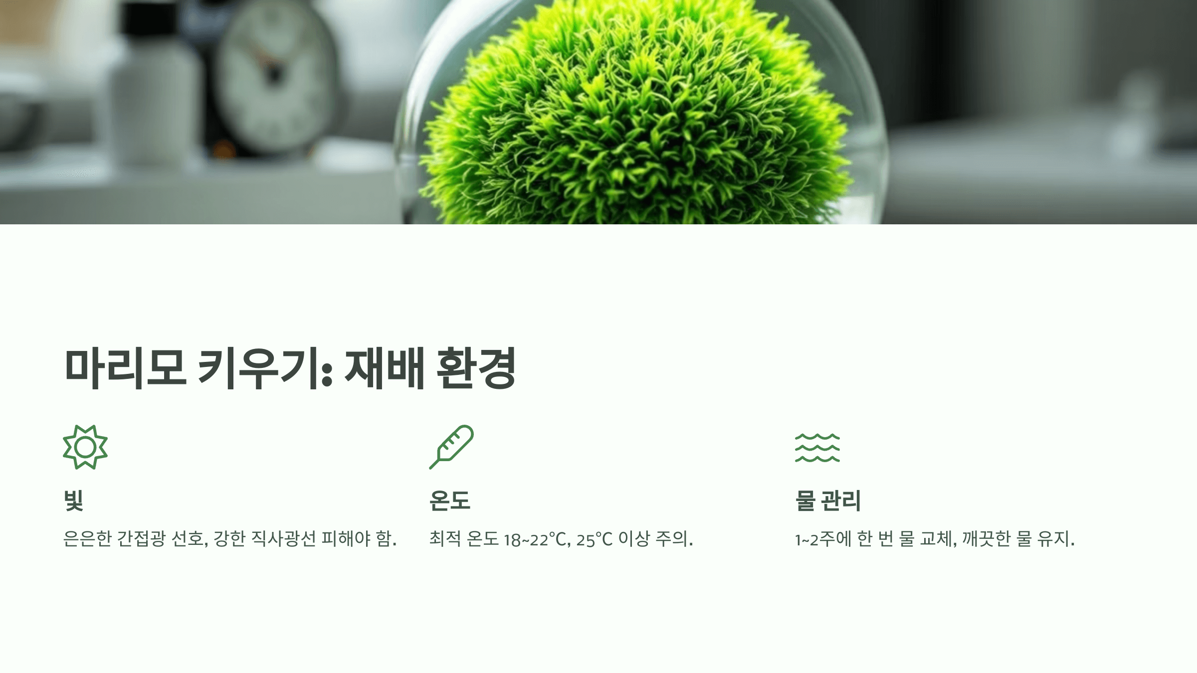 마리모 사진입니다.