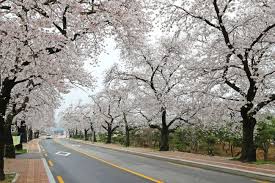 벚꽃 명소 관련 사진