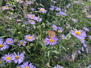 산책하면서 사진을 찍게 되는 순간들