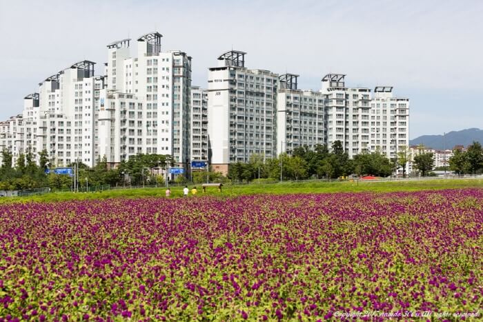 천일홍 축제3