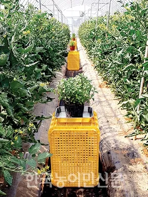 레몬밤 재배 반그늘 배치 화분 재배 잎 차로 활용_7