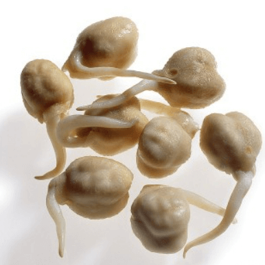 병아리콩 효능 병아리콩 삶기 (요리법, 먹는 방법)및 부작용