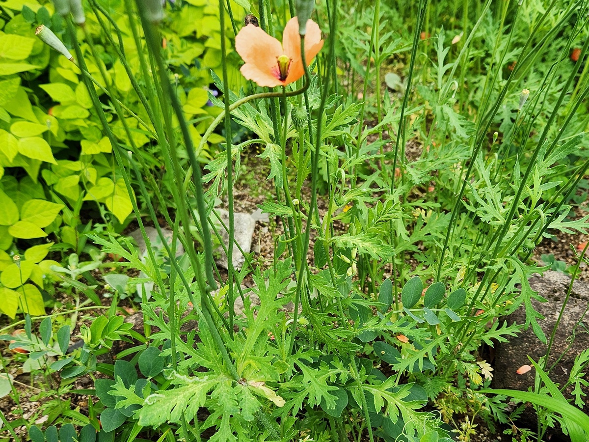 꽃양귀비(개양귀비)