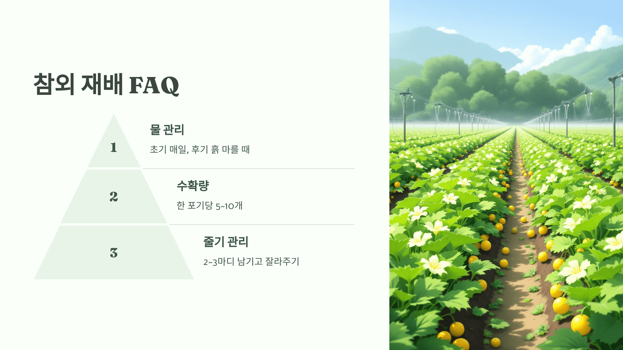 참외 사진입니다.