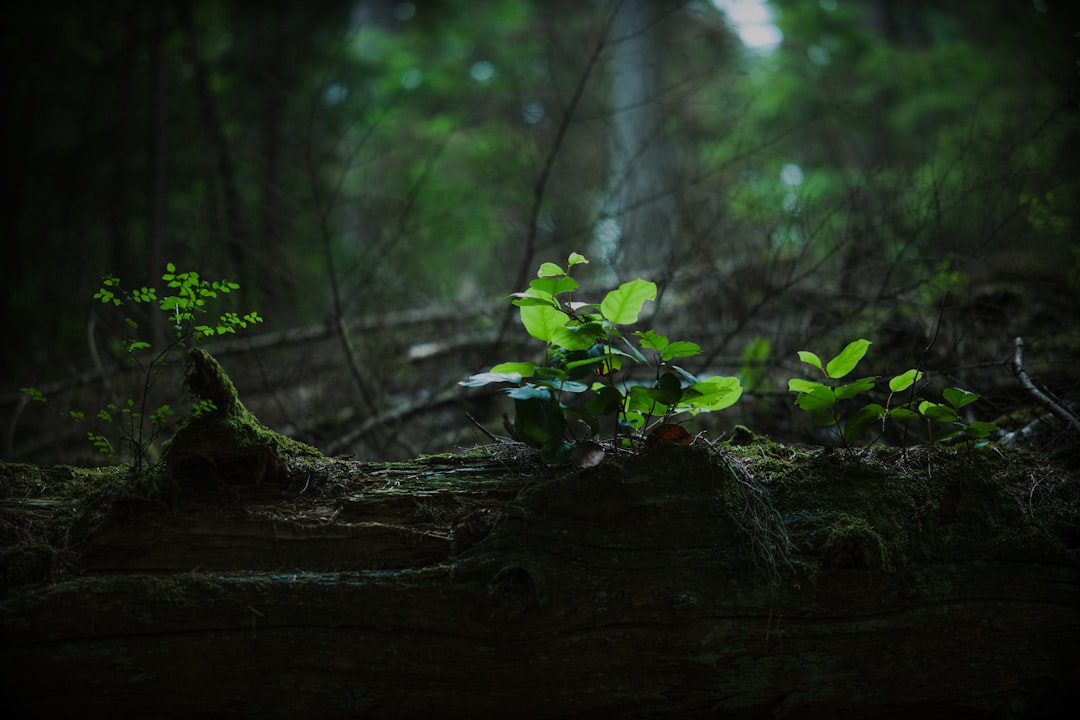 Growth.