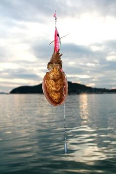 배-위에서-싱싱한-금빛-갑오징어를-낚시로-잡아올리는-모습