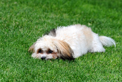 개의 혈변의 원인.