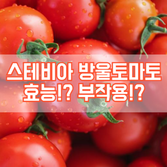 스테비아 방울토마토 효능, 부작용!?