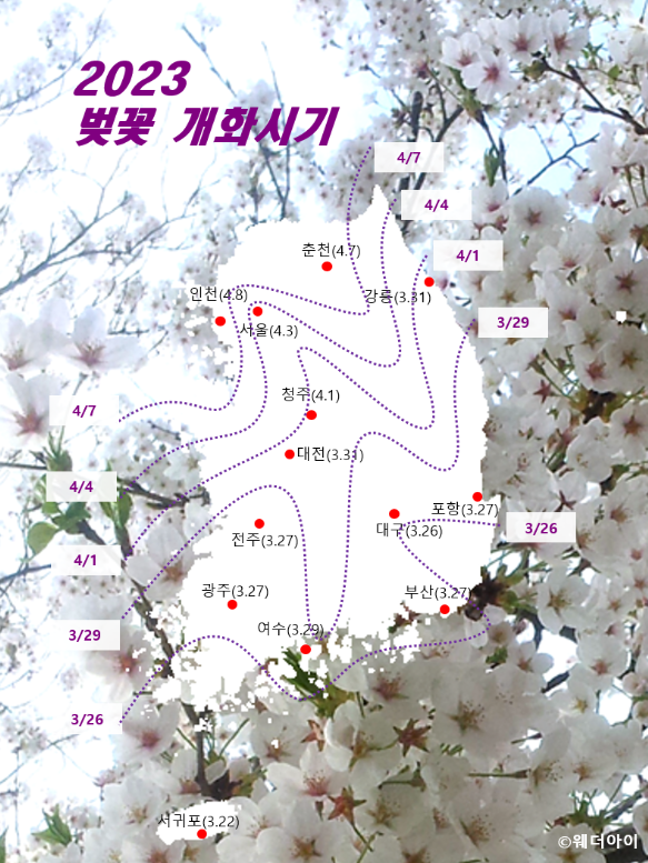 2023년벚꽃개화시기