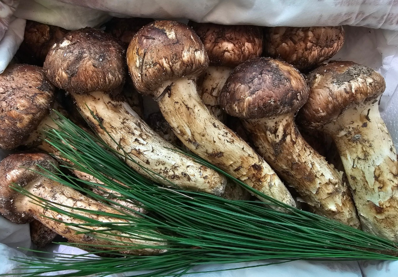 경북 "자연산 송이버섯"